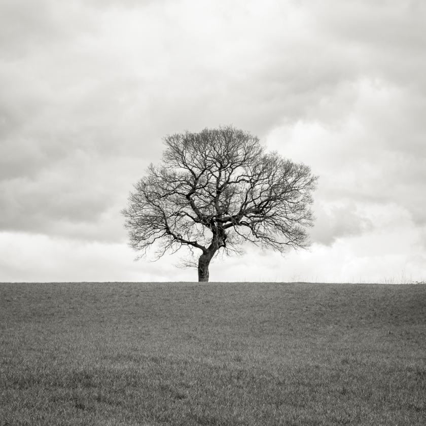 Lonely Tree, Cheshire